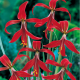 Sprekélie červená - Sprekelia formosissima - cibule sprekélie - 1 ks
