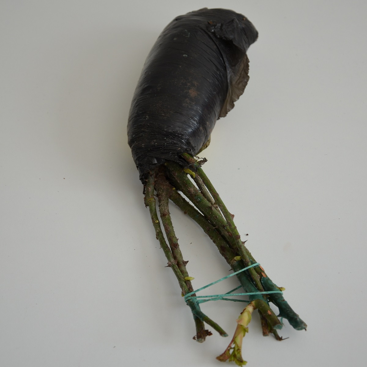 Růže velkokvětá pnoucí tmavě červená - Rosa - prostokořenné sazenice růže - 1 ks