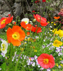 Mák nahoprutý Champagne Bubbles Classic mix - Papaver nudicaule - semena máku - 20 ks