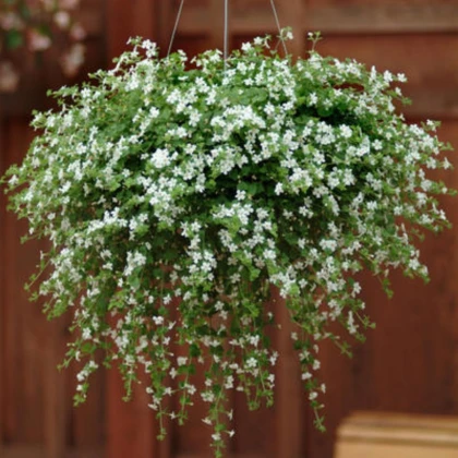 Bakopa Snowtopia - Bacopa sutera cordata - semena bakopy - 7 ks