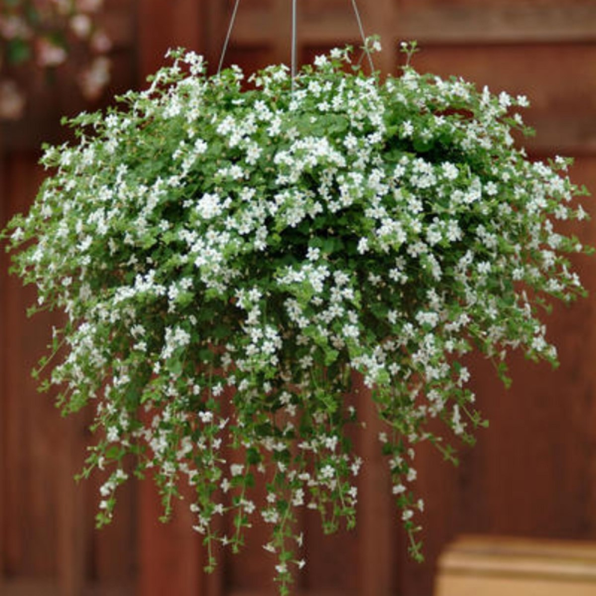 Bakopa Snowtopia - Bacopa sutera cordata - semena bakopy - 7 ks