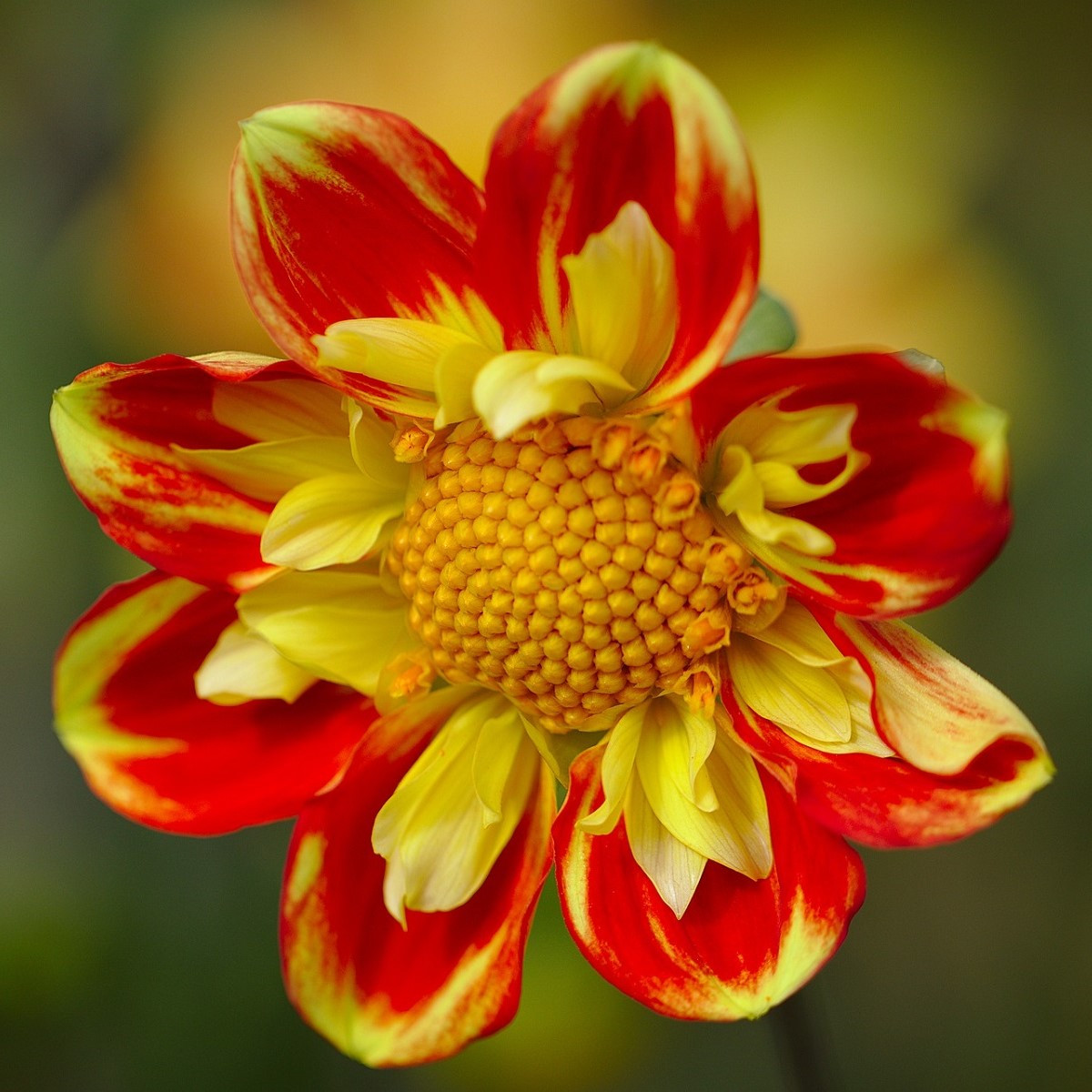 Jiřinka proměnlivá Dandy směs - Dahlia variabilis - semena jiřinky - 14 ks