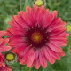 Kokarda Arizona Red Shades - Gaillardia aristata - semena kokardy - 10 ks