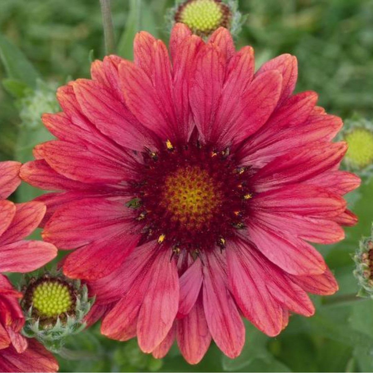 Kokarda Arizona Red Shades - Gaillardia aristata - semena kokardy - 10 ks