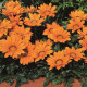 Gazánie Kiss Orange F1 - Gazania rigens - semena gazánie - 12 ks