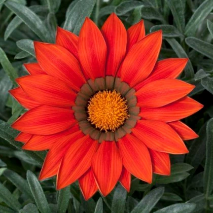 Gazánie Frosty Kiss Red F1 - Gazania rigens - semena gazánie - 12 ks