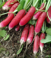 Ředkvička Slovana - Raphanus sativus - semena ředkvičky - 300 ks