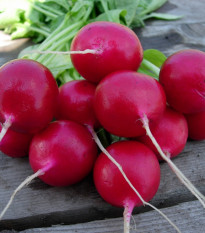 Ředkvička Lada - Raphanus sativus - semena ředkvičky - 300 ks