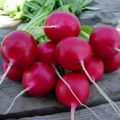 Ředkvička Lada - Raphanus sativus - semena ředkvičky - 300 ks