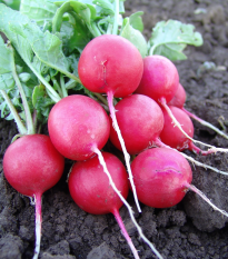 Ředkvička Faraon - Raphanus sativus - semena ředkvičky - 300 ks