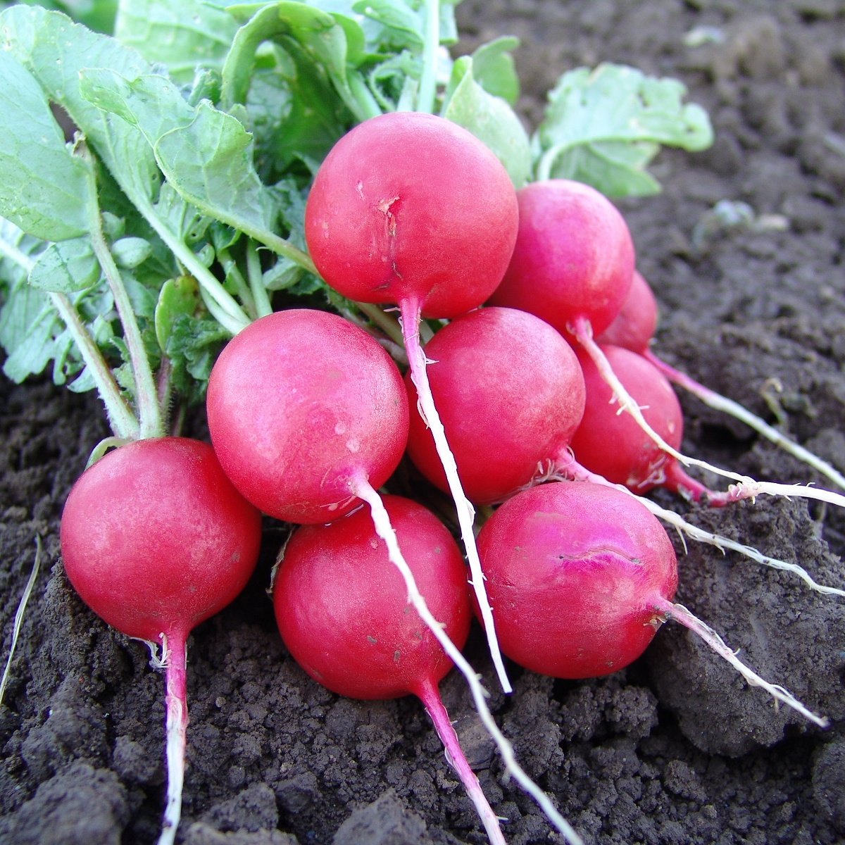 Ředkvička Faraon - Raphanus sativus - semena ředkvičky - 300 ks