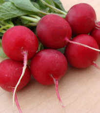 Ředkvička Ester - Raphanus sativus - semena ředkvičky - 300 ks