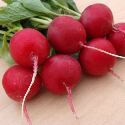 Ředkvička Ester - Raphanus sativus - semena ředkvičky - 300 ks