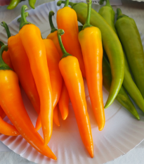 Paprika kozí roh Harvey - Capsicum annuum - semena chilli - 40 ks