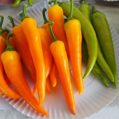 Paprika kozí roh Harvey - Capsicum annuum - semena chilli - 40 ks