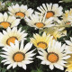 Gazánie Kiss White F1 - Gazania rigens - semena gazánie - 12 ks