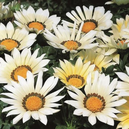 Gazánie Kiss White F1 - Gazania rigens - semena gazánie - 12 ks