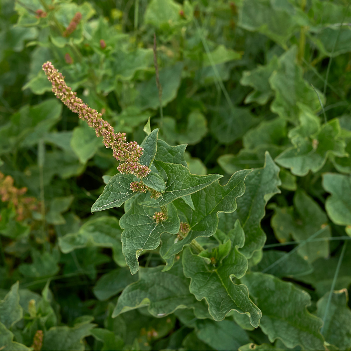 BIO Merlík všedobr - Chenopodium henricus - bio semena merlíku - 150 ks