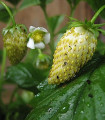 Jahodník měsíční Tubby White - Fragaria vesca - semena jahodníku - 15 ks