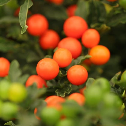 Lilek okrasný Jupiter - Solanum pseudocapsicum - semena okrasného lilku - 10 ks