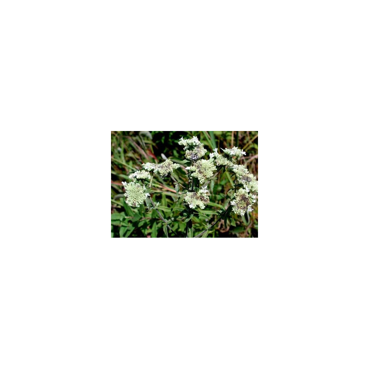 Máta americká horská - Pycnanthemum pilosum - semena máty - 20 ks