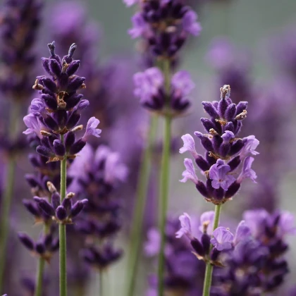 Levandule francouzská Bandera Purple - Lavandula stoechas - semena levandule - 20 ks