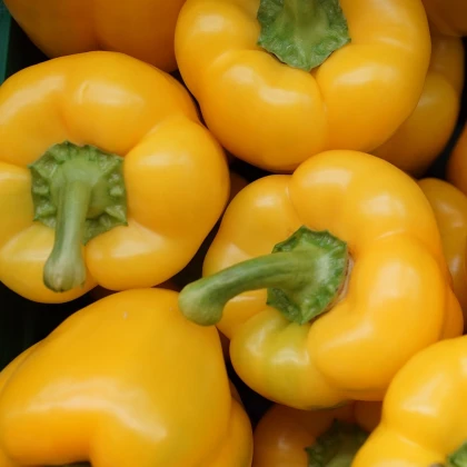 Paprika Gelber Block - Capsicum annuum - semena papriky - 7 ks