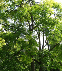 Česnekovník hořký - Španělský cedr - Cedrela odorata - semena česnekovníku - 8 ks