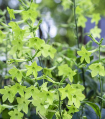 Díszdohány Parfüm Lime - Nicotiana sanderae - dohánymag - 50 db