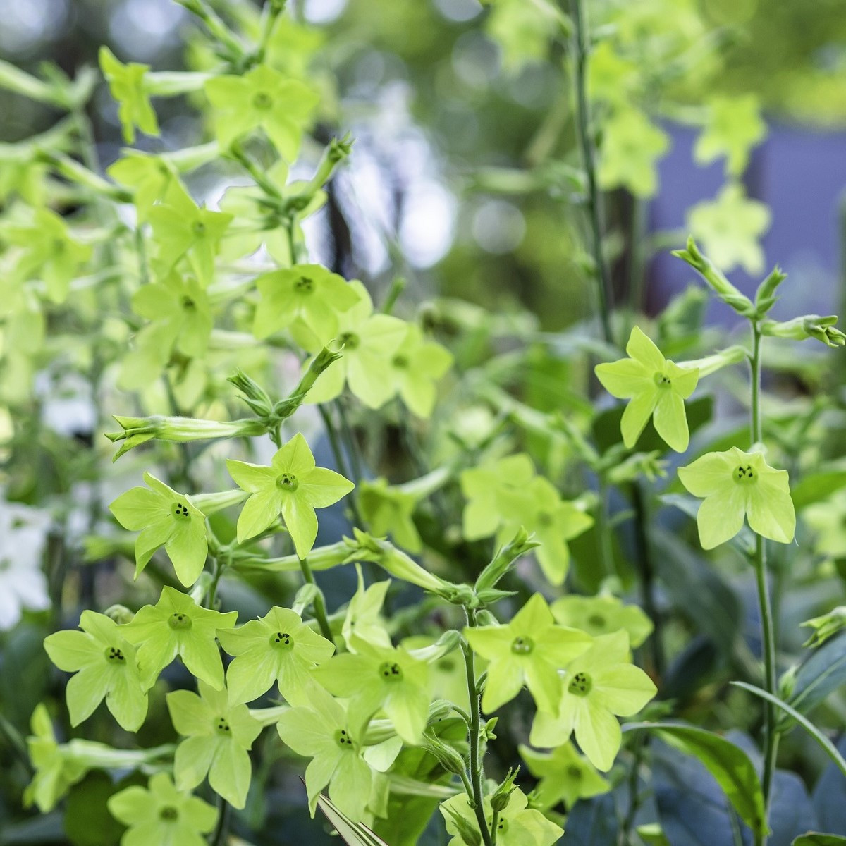 Díszdohány Parfüm Lime - Nicotiana sanderae - dohánymag - 50 db