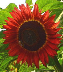 Slunečnice Moulin Rouge - Helianthus annuus - semena slunečnice - 8 ks