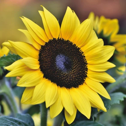 Slunečnice Sunrich Lemon - Helianthus annuus - semena slunečnice - 8 ks
