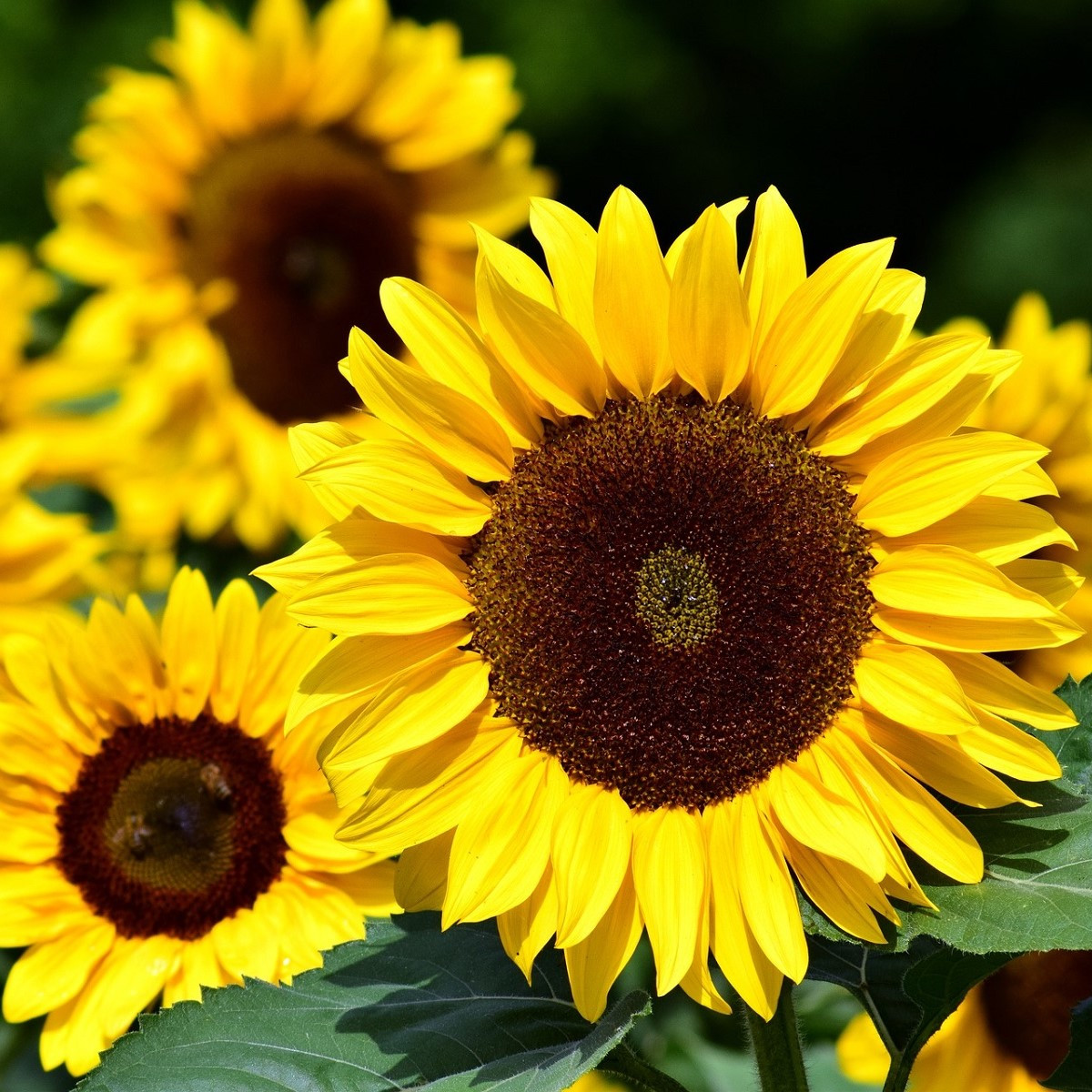 Slunečnice Big Smile - Helianthus annuus - semena slunečnice - 8 ks