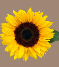 Slunečnice Mezzulah - Helianthus annuus - semena slunečnice - 8 ks