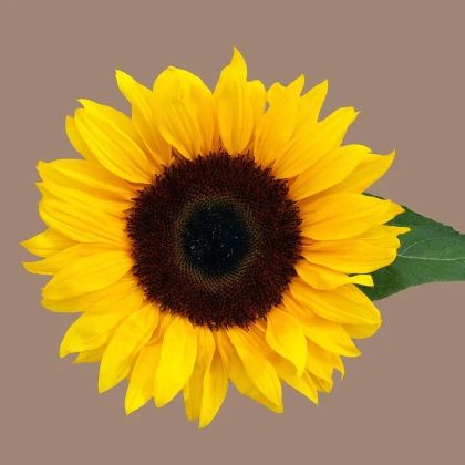 Slunečnice Mezzulah - Helianthus annuus - semena slunečnice - 8 ks