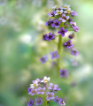 Tařicovka přímořská Könnigsteppich - Lobularia maritima - semena tařicovky - 50 ks