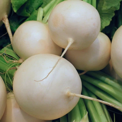 Ředkvička Albena - Raphanus sativus - semena ředkvičky - 300 ks