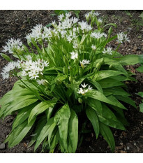 Česnek medvědí - Allium ursinum - semena medvědího česneku - 7 ks