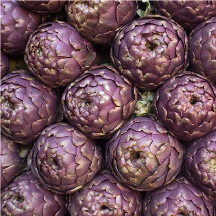 Artyčok fialový - Cynara scolymus - semena artyčoku - 15 ks