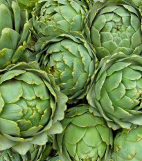 Artyčok zelený Grosse von Laon - Cynara scolymus - semena artyčoku - 20 ks