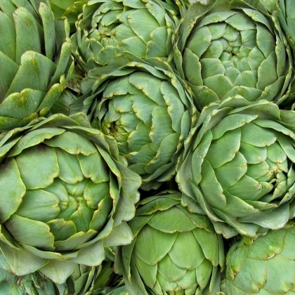 Artyčok zelený Grosse von Laon - Cynara scolymus - semena artyčoku - 20 ks