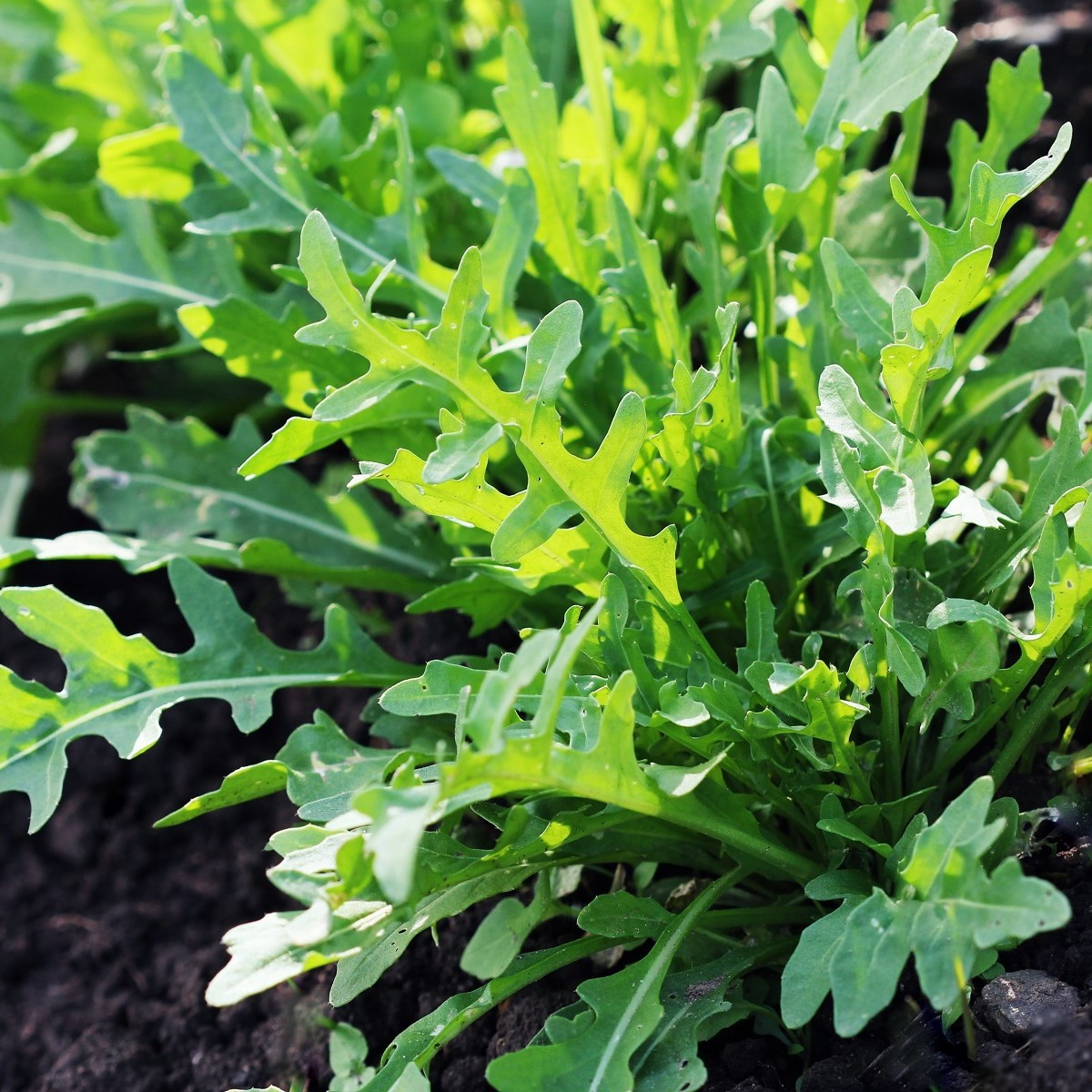 BIO Rukola Ruca - Eruca sativa - bio semena rukoly - 100 ks