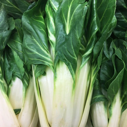 Mangold Verte a Carde Blanche 2 - Beta vulgaris - semena mangoldu - 50 ks