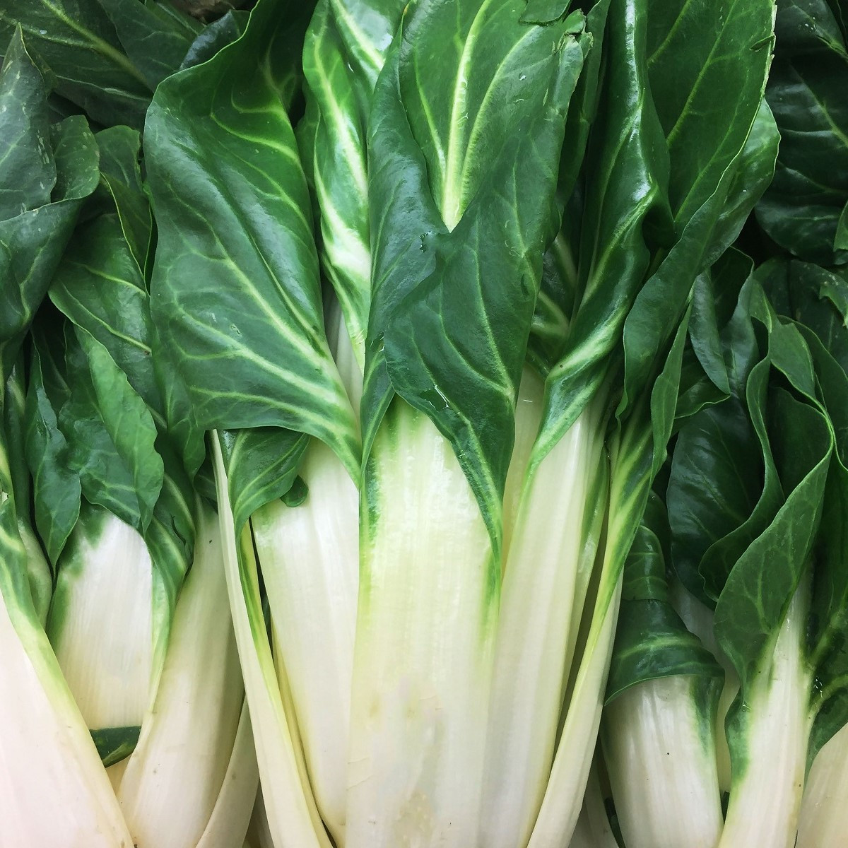 Mangold Verte a Carde Blanche 2 - Beta vulgaris - semena mangoldu - 50 ks