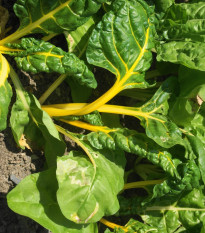 Mangold žlutý Giallo - Beta vulgaris - semena mangoldu - 30 ks