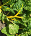 Sárga mangold (Giallo) – Beta vulgaris – mangold magok – 60 db