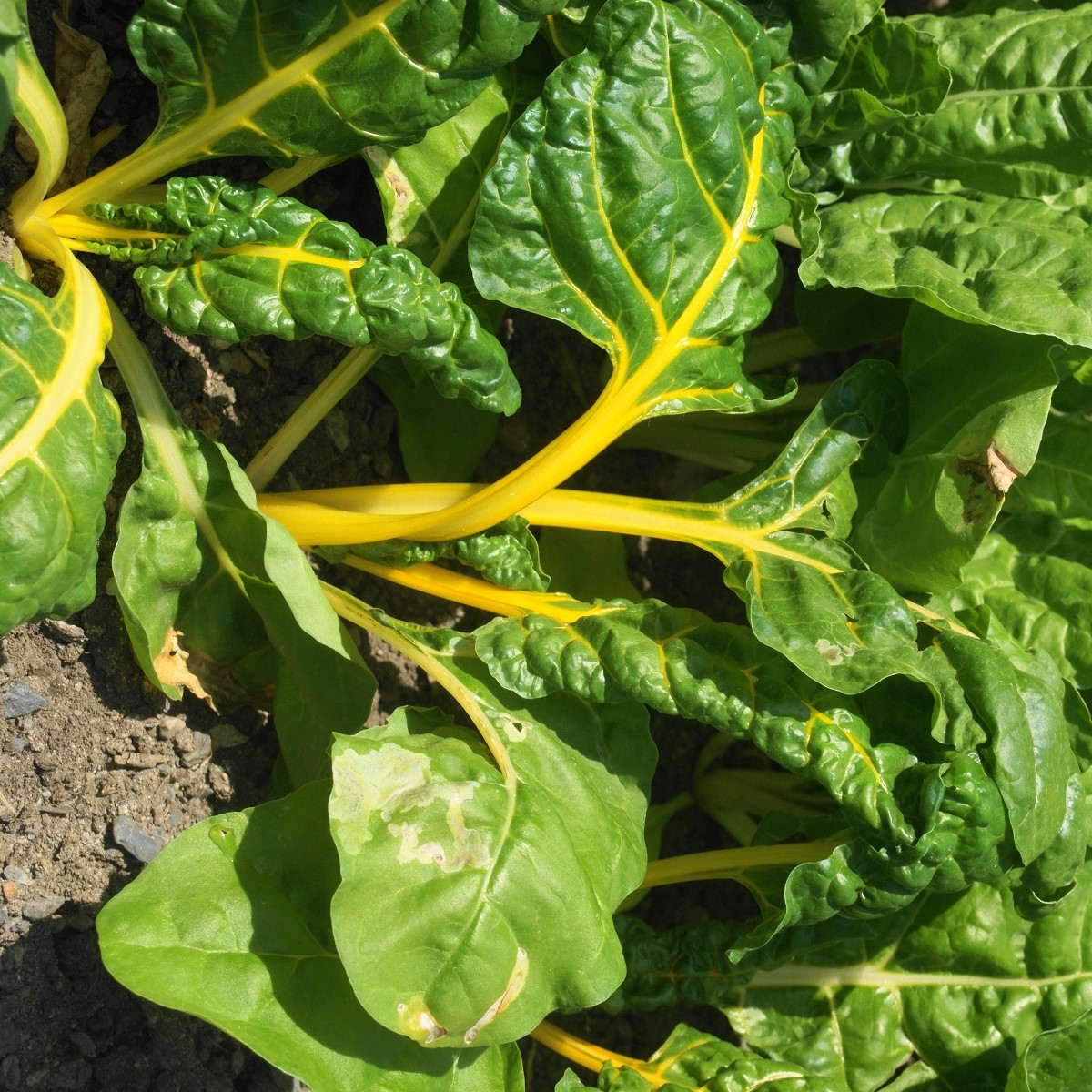 Mangold žlutý Giallo - Beta vulgaris - semena mangoldu - 30 ks