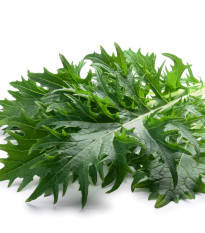 Mizuna - Japonská hořčice - Brassica rapa ssp. japonica - semena mizuny - 50 ks