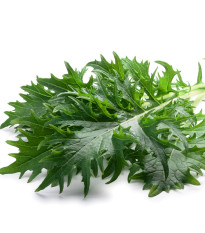 Mizuna - Japonská hořčice - Brassica rapa ssp. japonica - semena mizuny - 50 ks