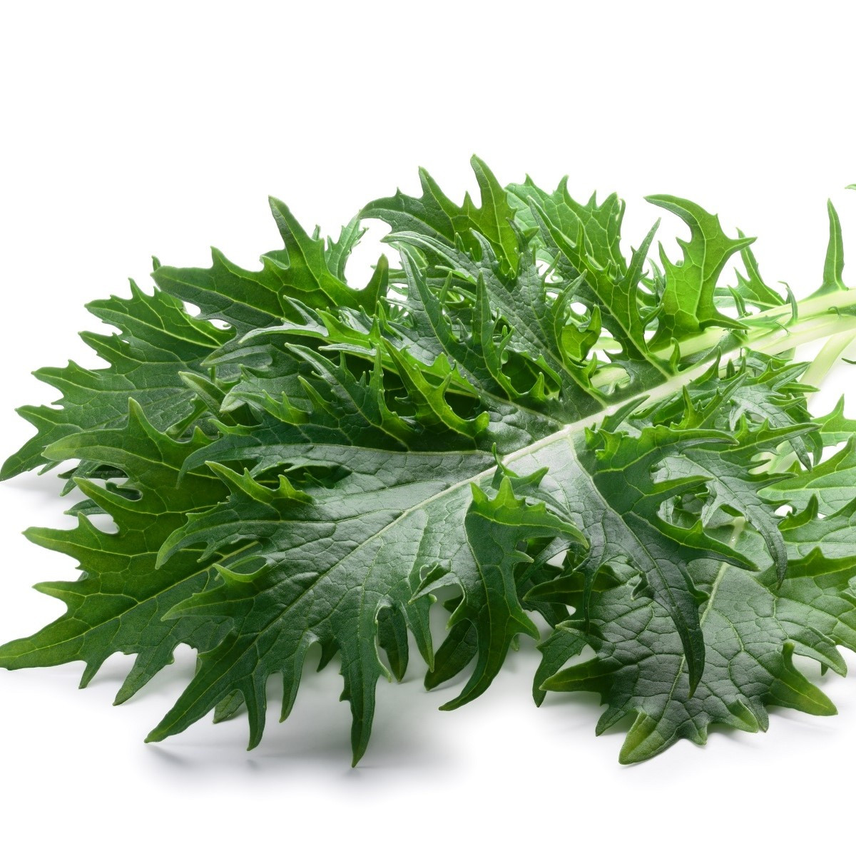 Mizuna - Japonská hořčice - Brassica rapa ssp. japonica - semena mizuny - 50 ks